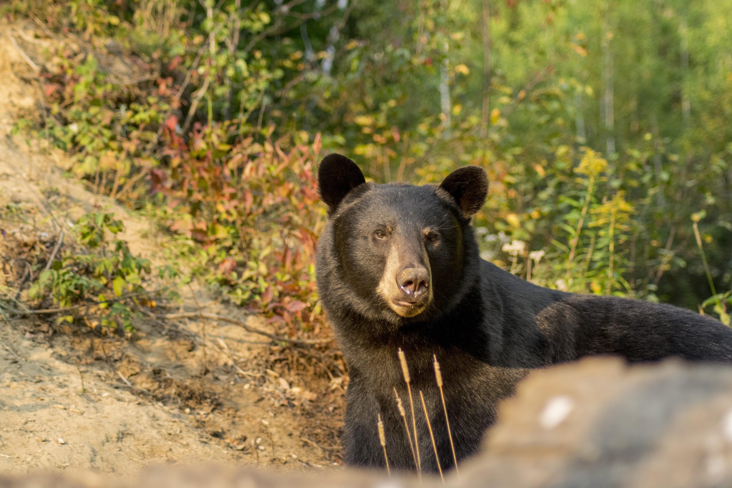 Observation de l'ours noir à Tadoussac